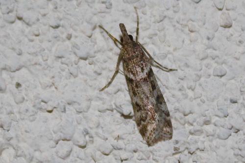 Réf. 219 187 : Eudonia angustea